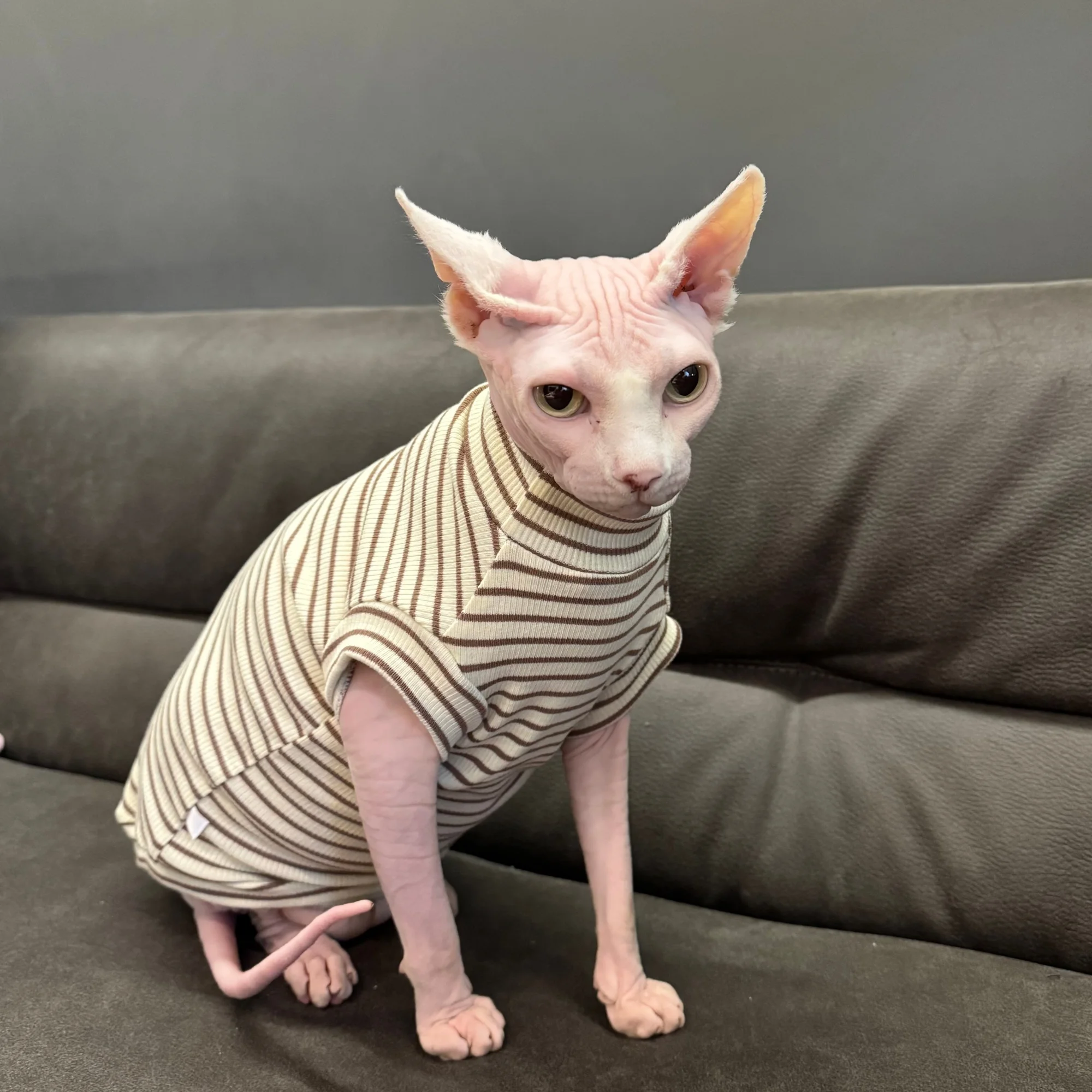 Camiseta de algodón a rayas manga corta para gatos Sphynx y Devon Rex - imagen 3