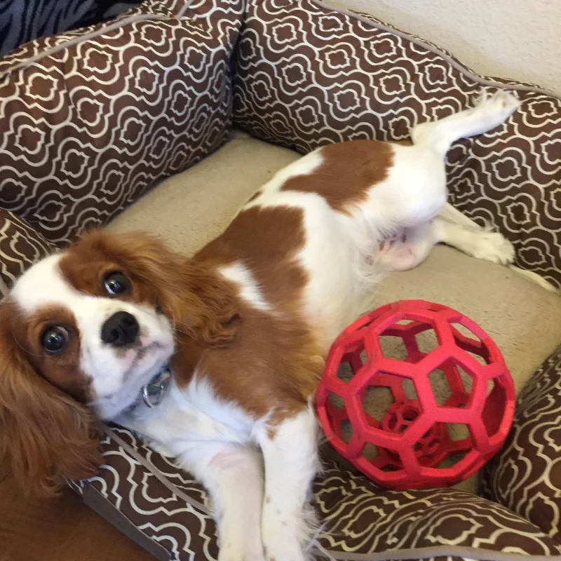 Juguete masticable de goma Natural para perros pequeños, medianos y grandes, pelota de puzle de seguridad geométrica, suministros de entrenamiento para mascotas - imagen 3