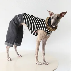 Chaqueta rayada para Galgos y Whippets – Abrigo Primavera/Otoño