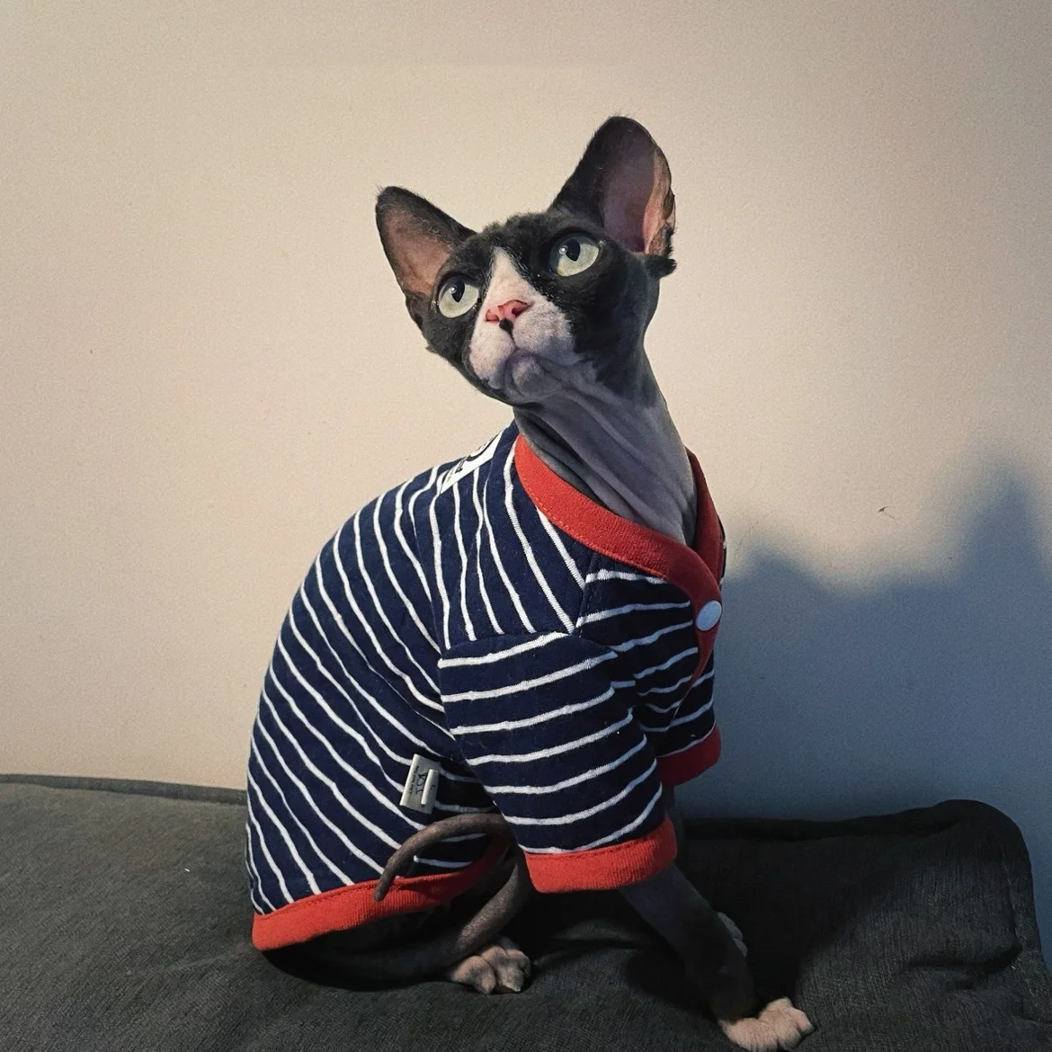 Sphynx Cat Chaqueta de algodón a rayas en invierno Cálido abrigo de manga larga para gato macho Cárdigan de primavera otoño Ropa de estar por casa para gatitos - imagen 3