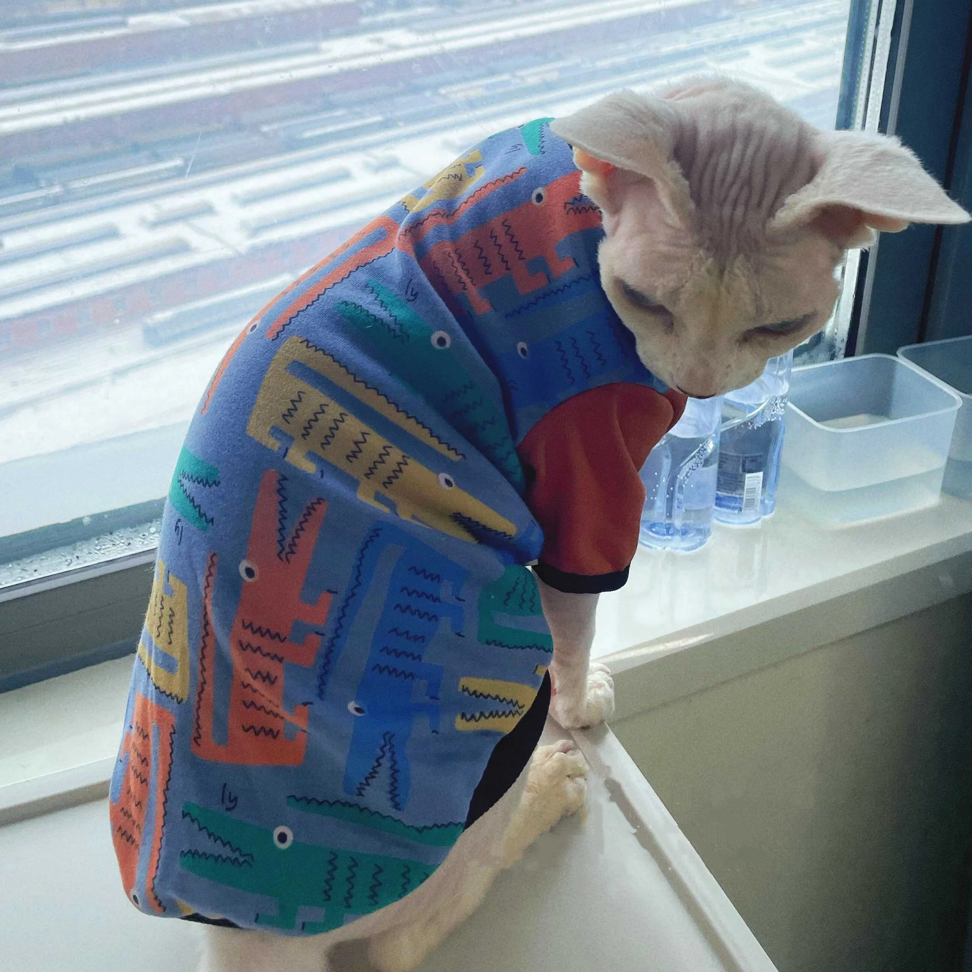 Sudadera suave para gato Sphynx y Devon Rex – Jersey de algodón roja y azul - imagen 2