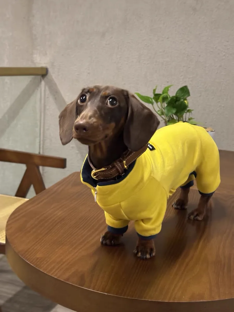 Moda Primavera Invierno Cachemira para perro Wiener camiseta interior amarilla de manga larga para perro Wiener ropa de descanso de otoño para perro tejón - imagen 3