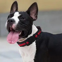 Collar impermeable y reflectante para perro – Ajustable