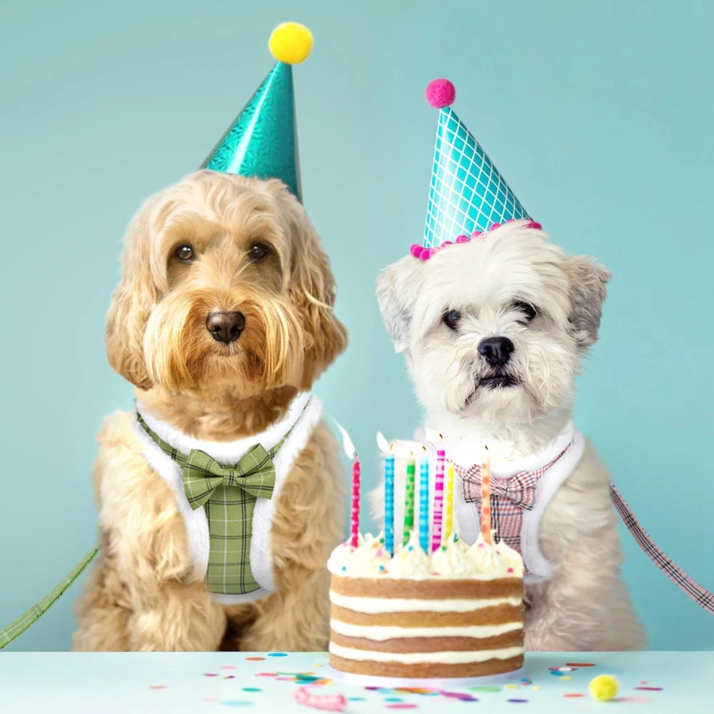 Arnés de perro cálido para invierno, conjunto de correa, arnés acolchado de piel suave para perro, chaleco sin tirones, arnés ajustable para mascotas con correa de plomo, bonito lazo - imagen 3