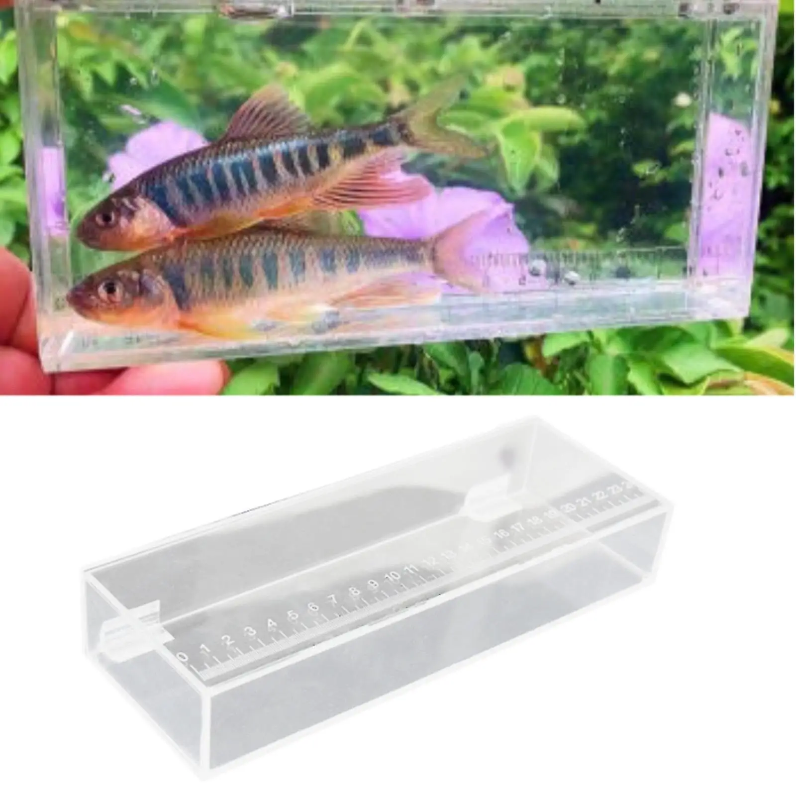 Fish Viewing Box Fish Isolation Breeder Box Acrylic Aquarium Storage Box Hatching Fish Breeder Fishing Photo Tank