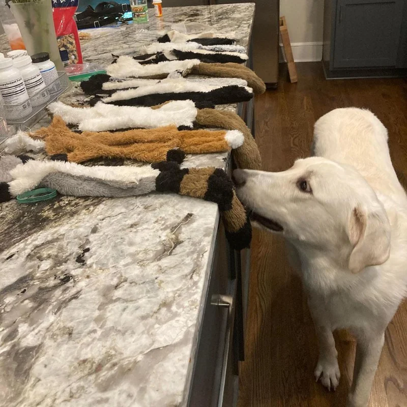 Juguetes chirriantes para perros sin relleno, juguete de peluche de Animal simulado, masticadores sin relleno para mascotas, juguetes chirriantes para perros pequeños, medianos y grandes ﻿ - imagen 2