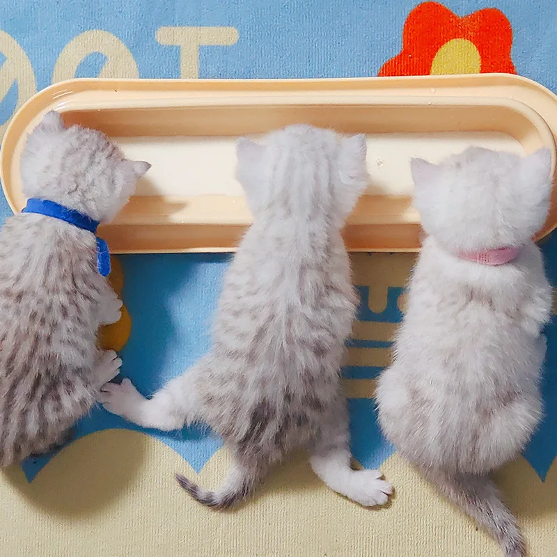 Cuenco de alimentación de agua para mascotas con inclinación, comedero para gatos, suministros para gatitos para el hogar - imagen 5