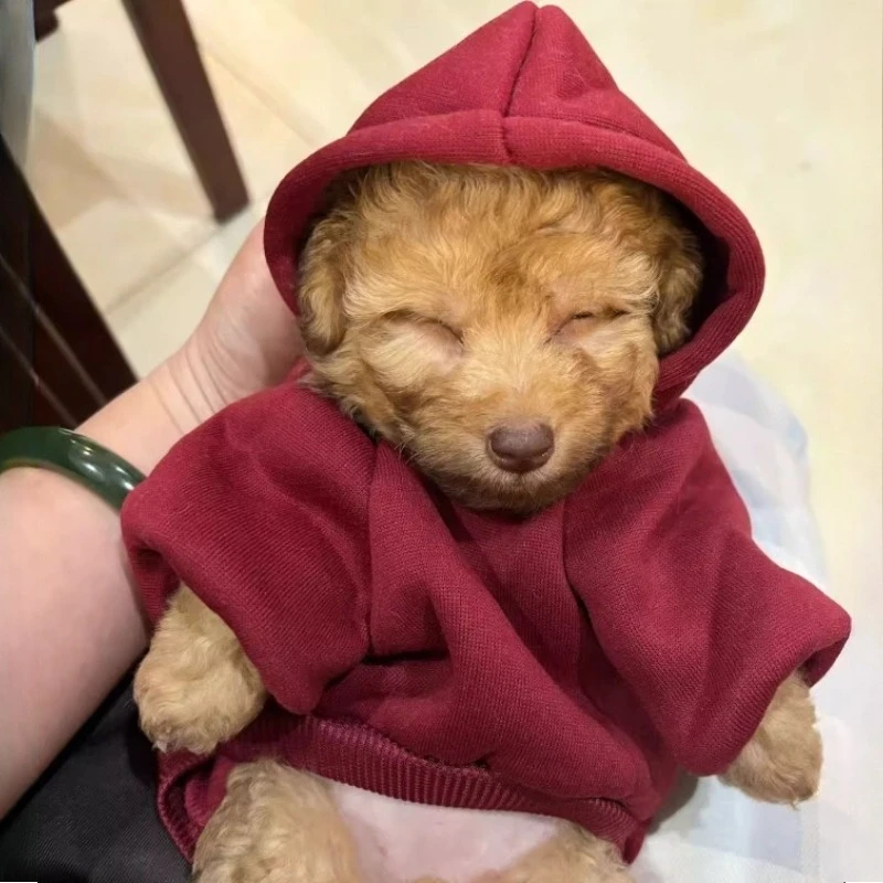 Suéter para perros de dos patas con capucha, sudadera con capucha gruesa y cálida de invierno, ropa acogedora para mascotas con bolsillo para gatos, traje informal para cachorros de otoño - imagen 4