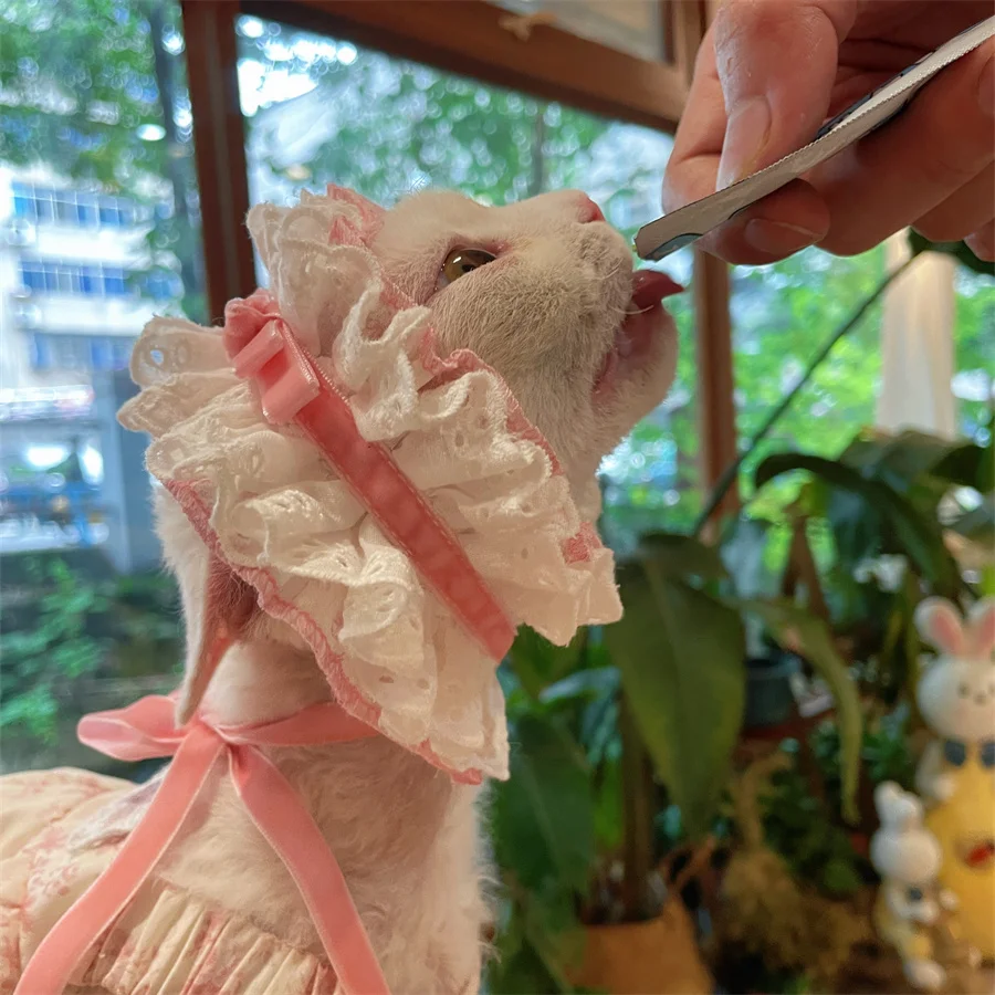 Falda Puffy de Algodón Rosa para Devon Rex, Vestido de Top Sin Mangas Suave y Transpirable para Gato Sin Pelo, Dulce Diadema de Encaje para Gato Sphynx - imagen 4