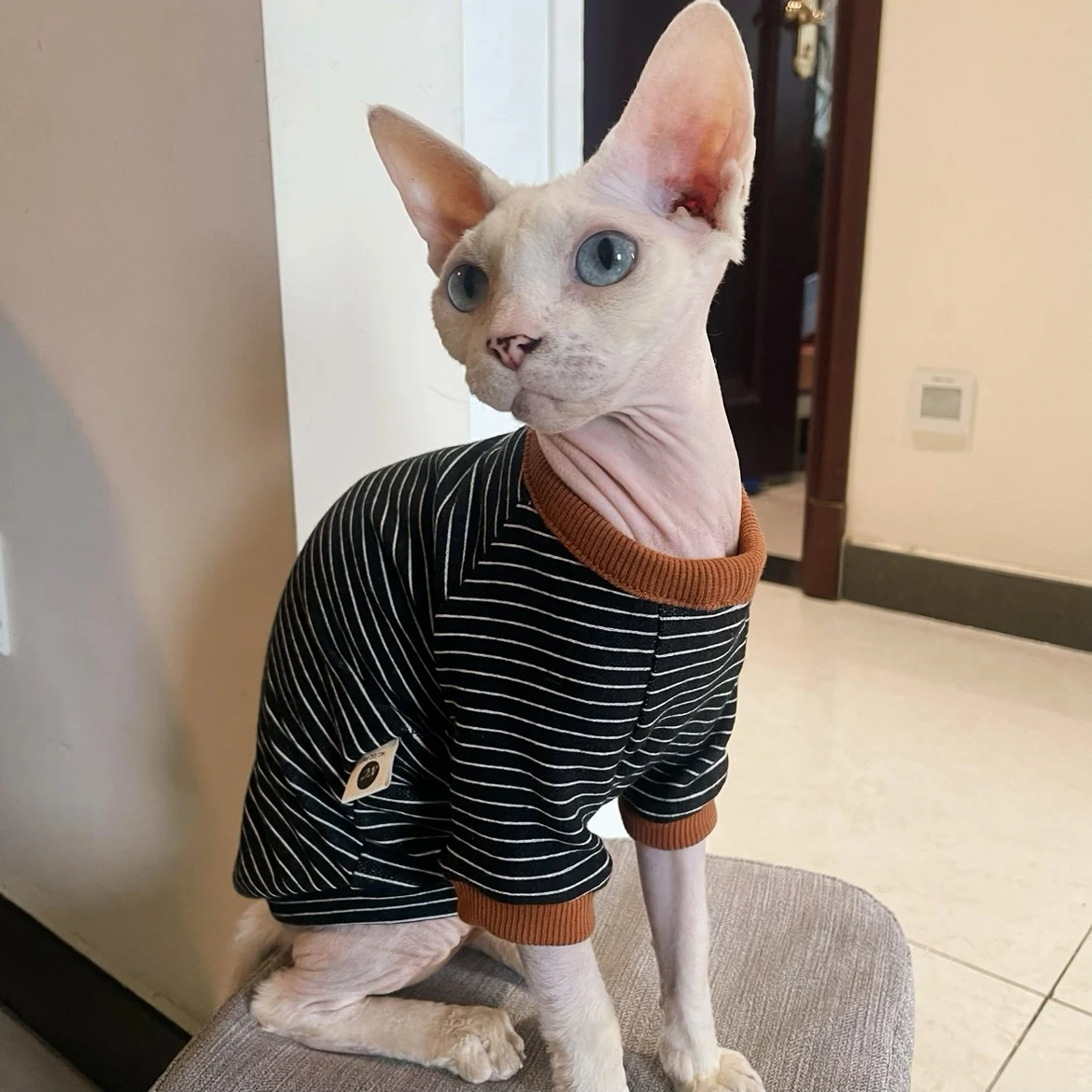 Camiseta de algodón de manga larga a rayas amarillas para gato esfinge en gatitos de otoño mono suave de primavera abrigo sudadera azul Devon Rex - imagen 4