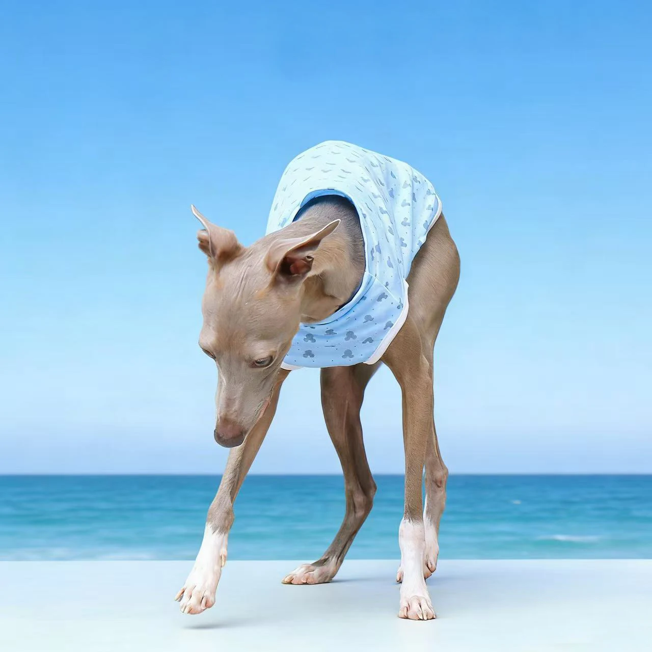Camisa suave de algodón para perros Whippet y Galgo Italiano - imagen 4
