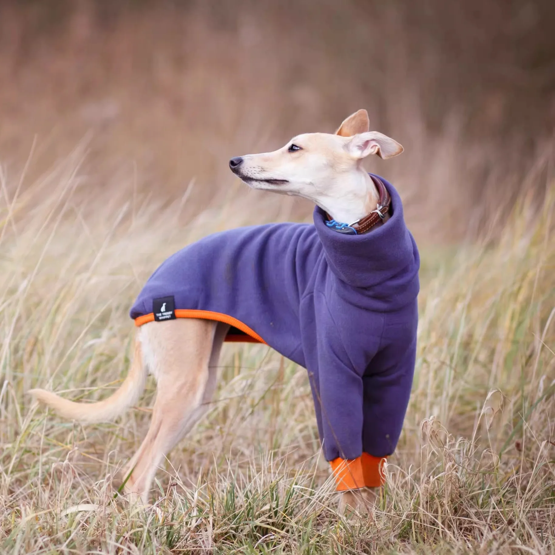 Mono de 2 patas de lana azul a la moda para galgo italiano, camiseta de manga larga con cuello alto para perros, pijamas de invierno para Whippet - imagen 3