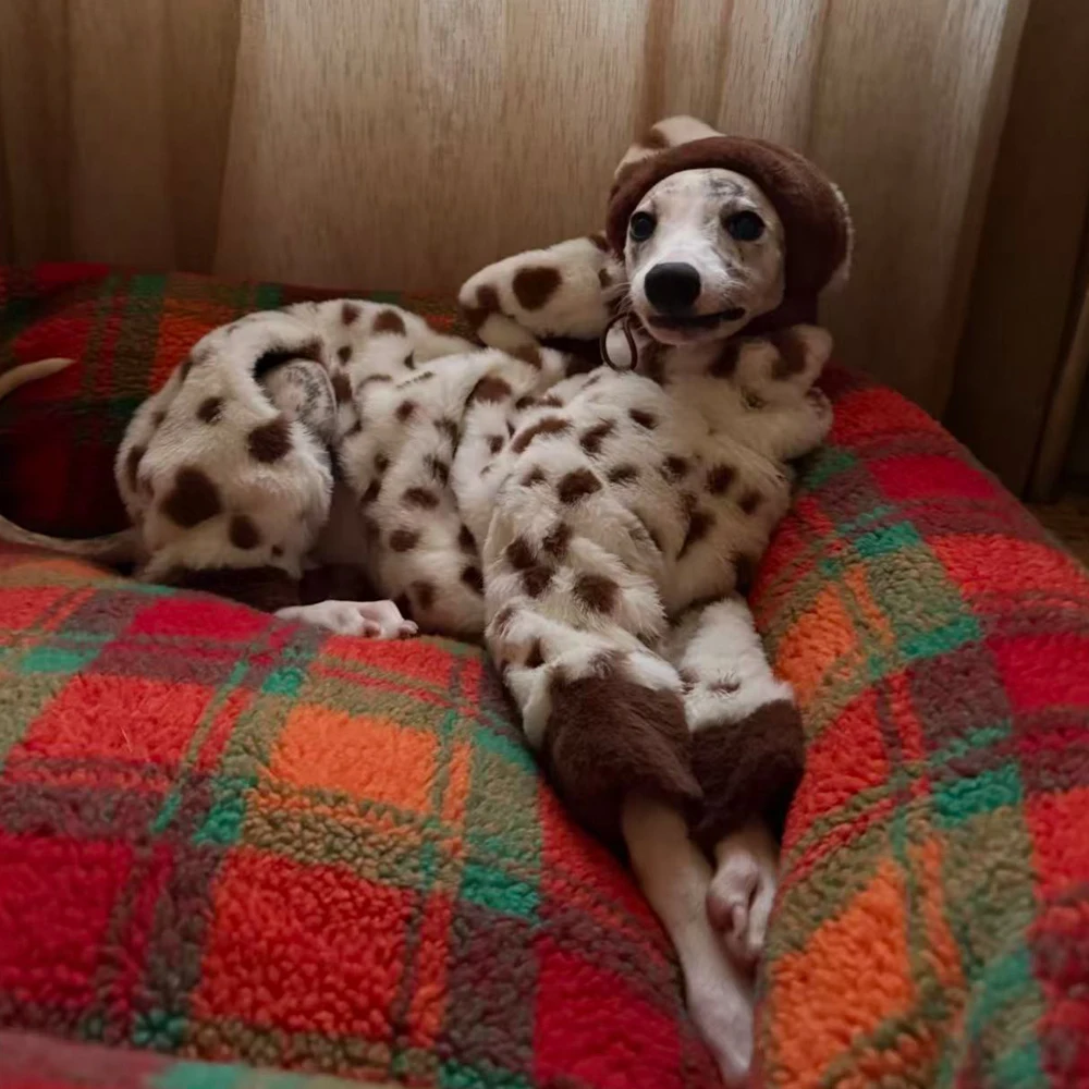 Abrigo lana estampado vaca para Galgo Inglés y Whippet – Cuello alto