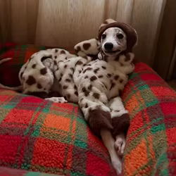 Abrigo lana estampado vaca para Galgo Inglés y Whippet – Cuello alto