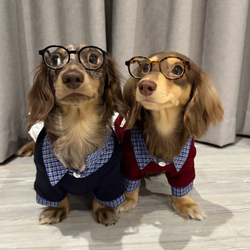 Camisa jersey caballero ropa para perro salchicha – cómodo elegante