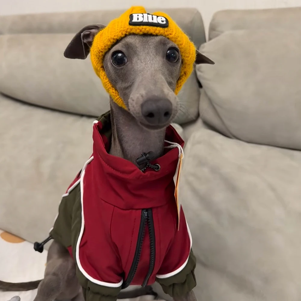 Gorro de lana tejido de galgo italiano hecho a mano a la moda en invierno decoración de cabeza de perro sombrero cálido para mascotas Whippet de primavera con orejas expostas - imagen 2