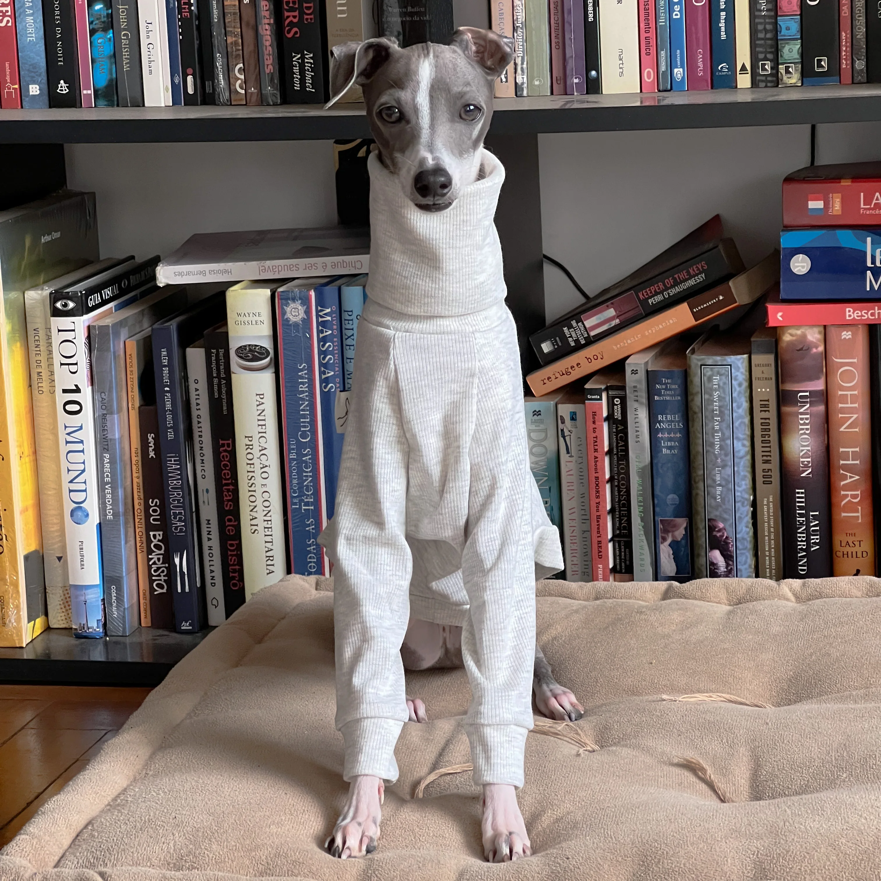 Ropa suave biped de cuello alto Whippet, ropa para mascotas gris de algodón gris galgo italiano - imagen 2