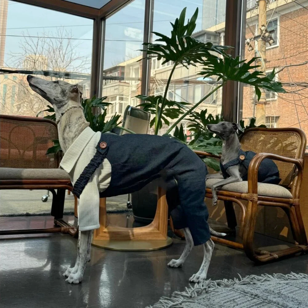 Ropa para perro Pantalón de mezclilla Strentch gris oscuro Correa elástica para Whippet Pantalón de 4 patas para Italia Abrigo suave de galgo para Bellington - imagen 3