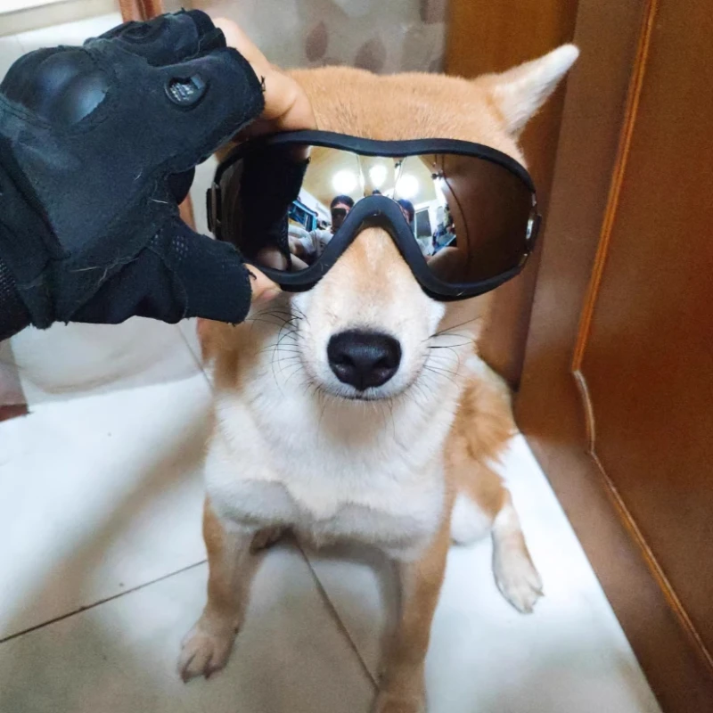 Gafas ajustables para perros, gafas de sol resistentes al viento e impermeables para protección ocular, gafas anti-UV para mascotas, suministros de moda para perros - imagen 5
