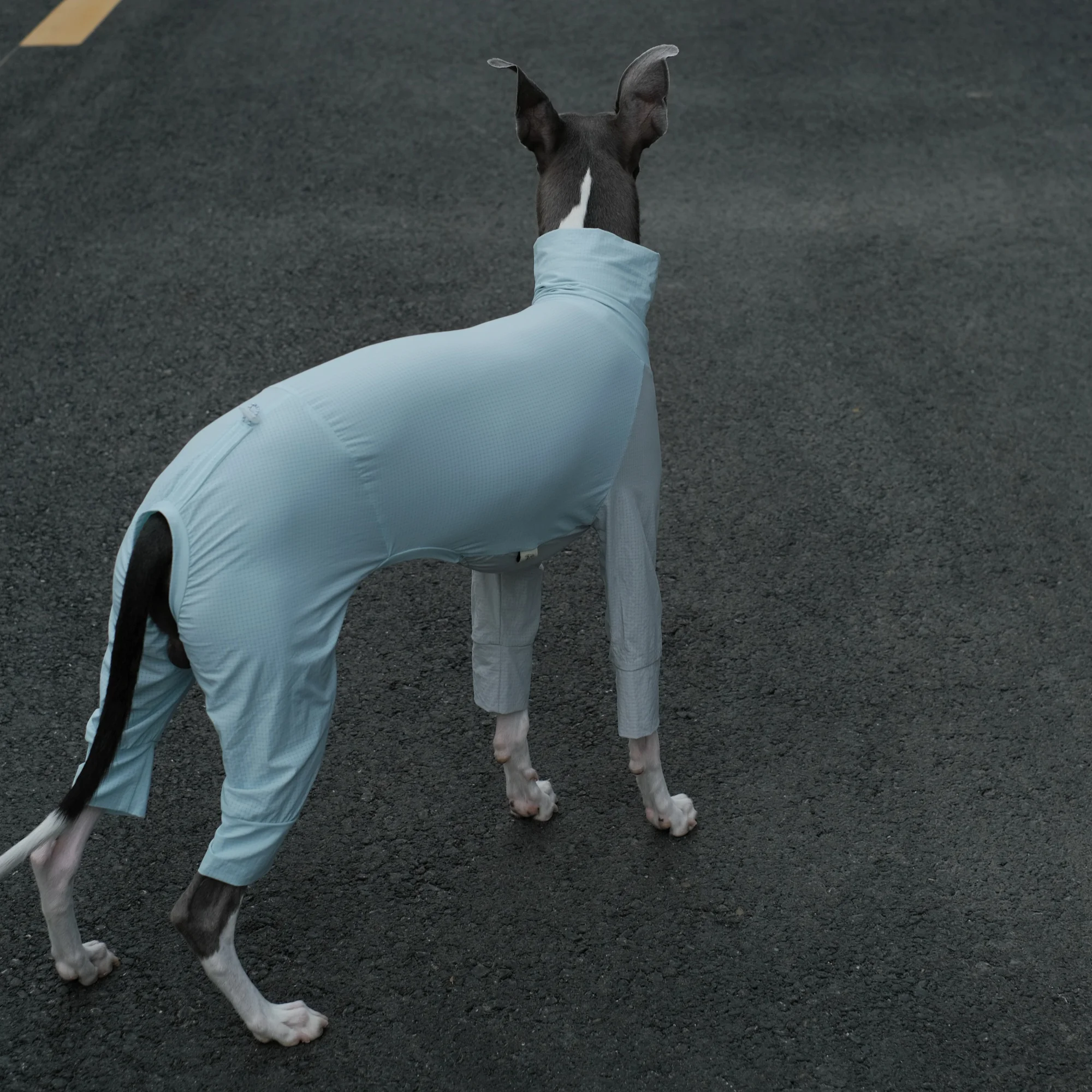 Camiseta azul ajustable con espalda fresca ligera para whippet Abrigo transpirable de secado rápido resistente a los insectos de verano para galgo italiano Mono de exterior para perros en primavera - imagen 3