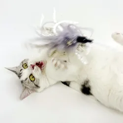 Juguete interactivo para gatos con plumas, mango largo y cascabel