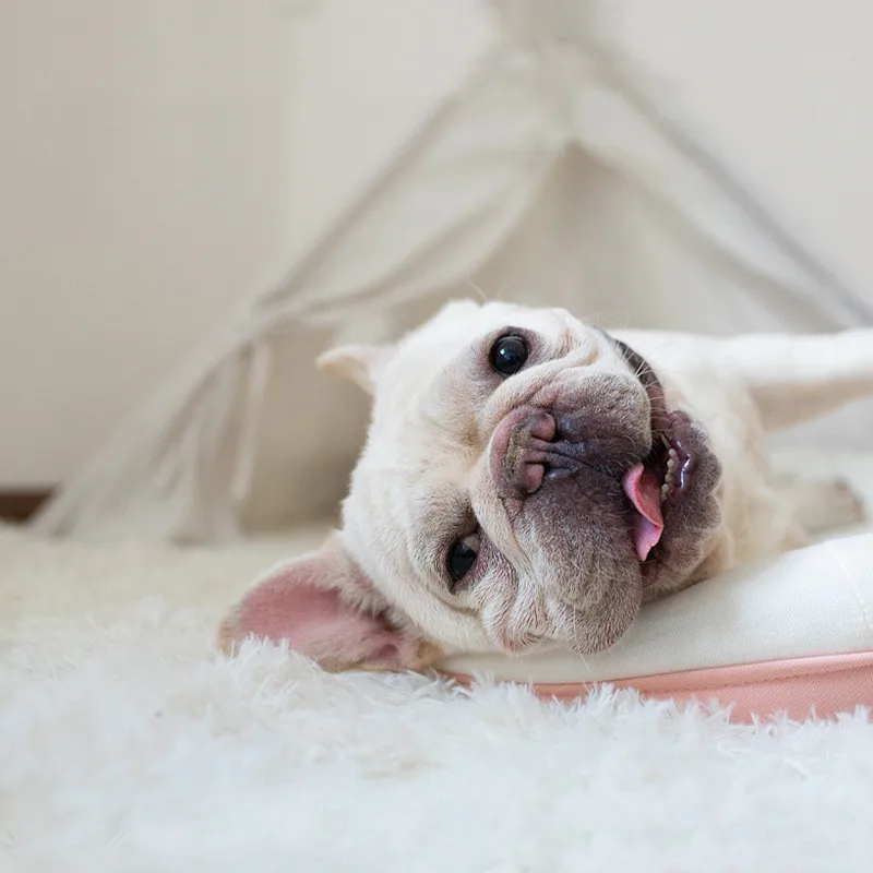 Estera esponjosa, manta larga de felpa para mascotas, esteras para dormir para gatos, cachorro, cojín de perrera fino y cálido para invierno, fundas suaves para colchón para perros grandes - imagen 5