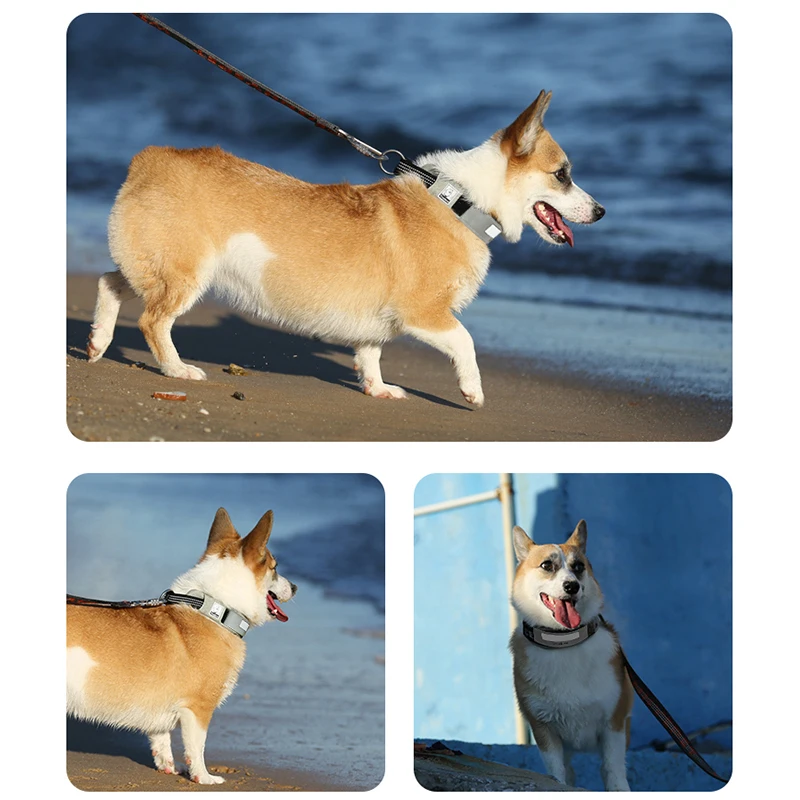 Truelove collar mascotas - Empaque y presentación