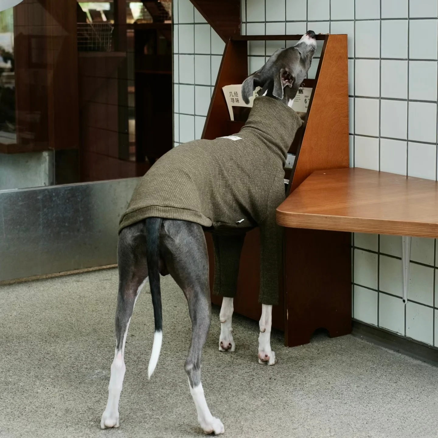 Ropa de primavera para Italia galgo otoño suave cuello alto algodón gris camiseta para Whippet invierno pijamas de manga larga para perros - imagen 2