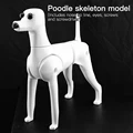 Poodle  model