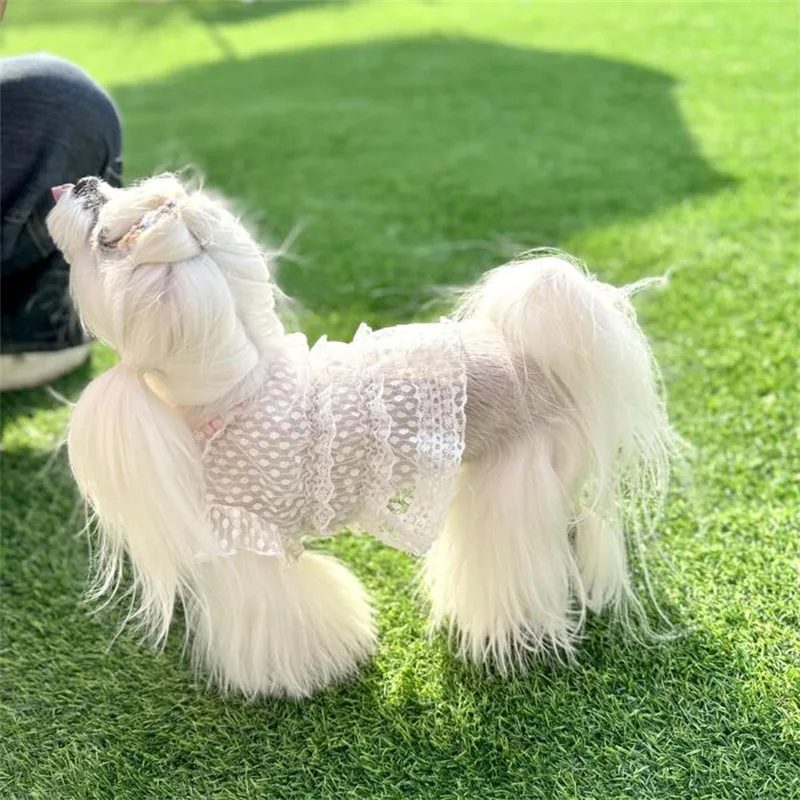 Pet Spring Polka Dot Lace Little Fairy Lace Skirt Cute Lace Base Shirt Teddy Vest Dog Cat Clothes Puppy Clothes