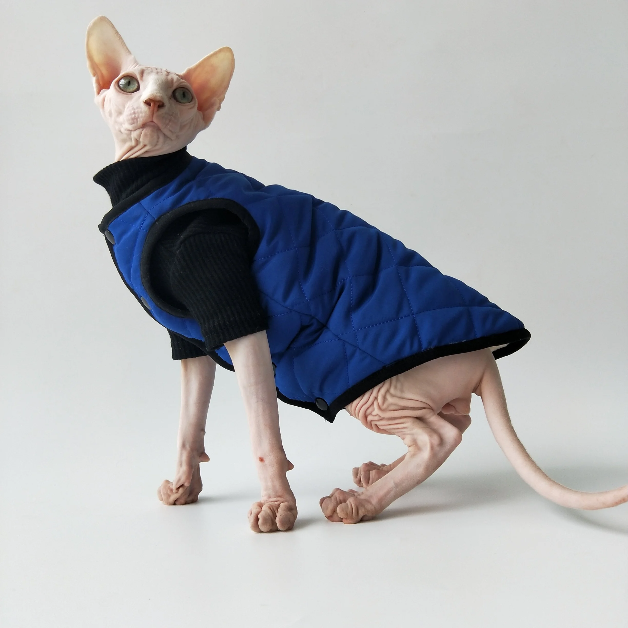 Gato Sphynx con chaleco de forro polar