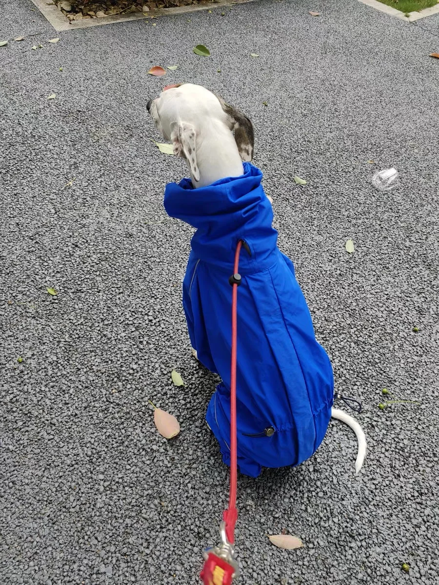 Ropa impermeable para perros galgo italiano a la moda, impermeable para perros de 4 patas a prueba de viento, chaqueta azul, abrigo, ropa de descanso suave para Bellington - imagen 5