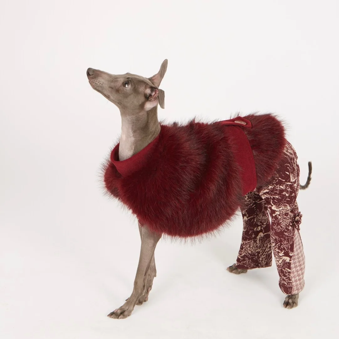 Perro con la chaqueta en entorno nevado