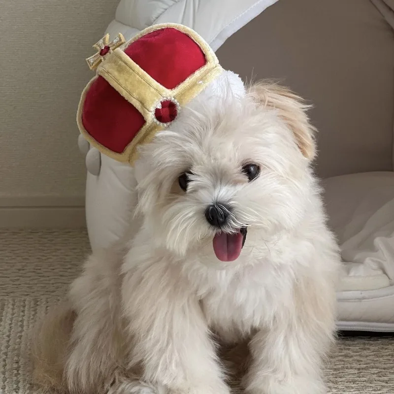 Juguete de peluche de lujo con sonido brillante para perros y gatos, juguete de dentición para olfatear, productos para mascotas - imagen 3