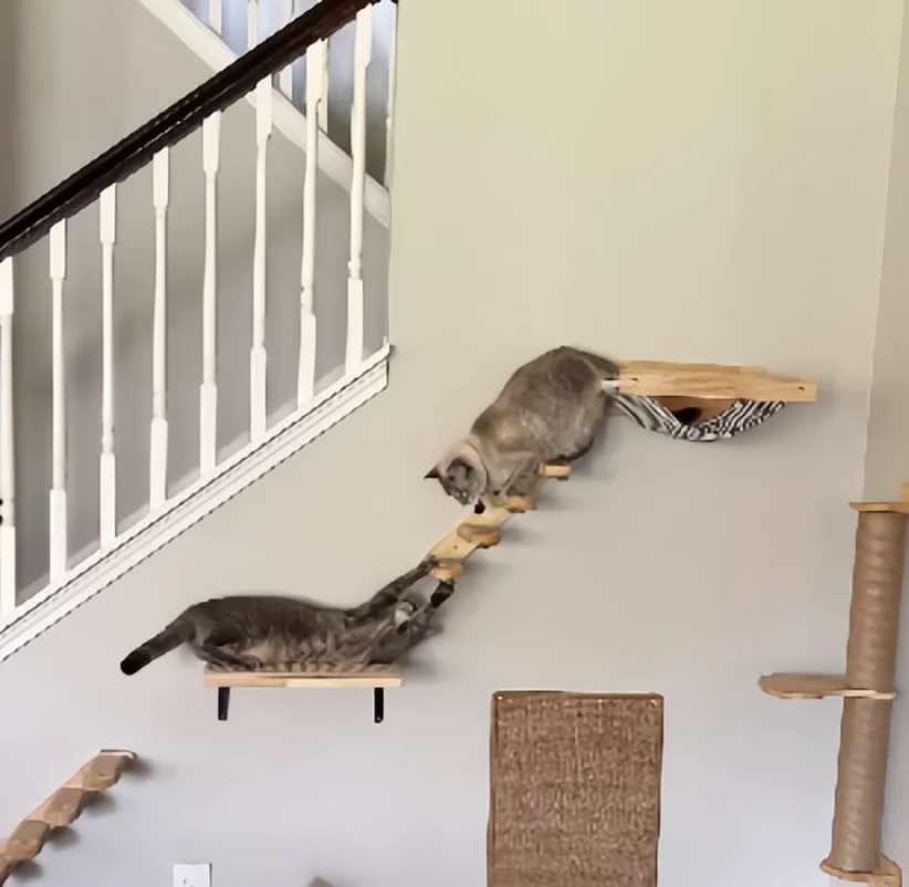 Marco de escalada para mascotas, nido para gatos montado en la pared, árbol para gatos, poste rascador para gatos de Sisal, plataforma para saltar en la nube, peldaños de madera ecológicos Cz - imagen 4