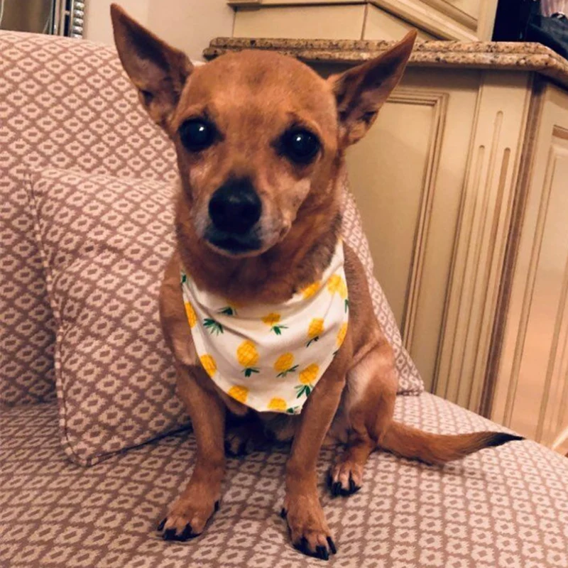 Bandana Triangular con estampado de frutas para perros medianos y grandes, accesorios de aseo para mascotas, Baberos Samoye, productos para mascotas - imagen 4