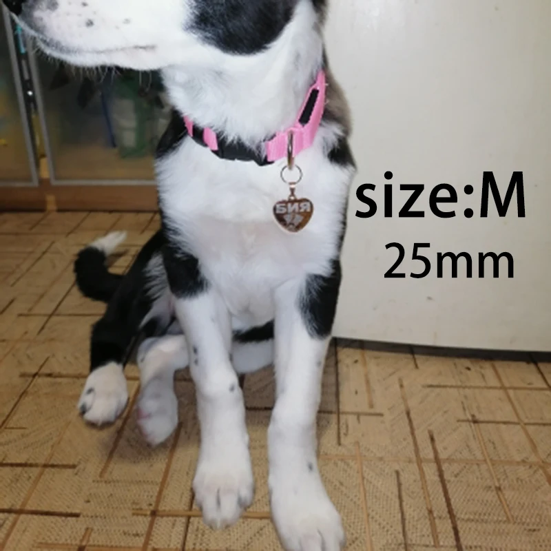 Collar mascota con nombre - Identificación visible