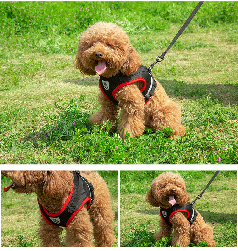 XLeiPet Conjunto - Uso en actividades exteriores