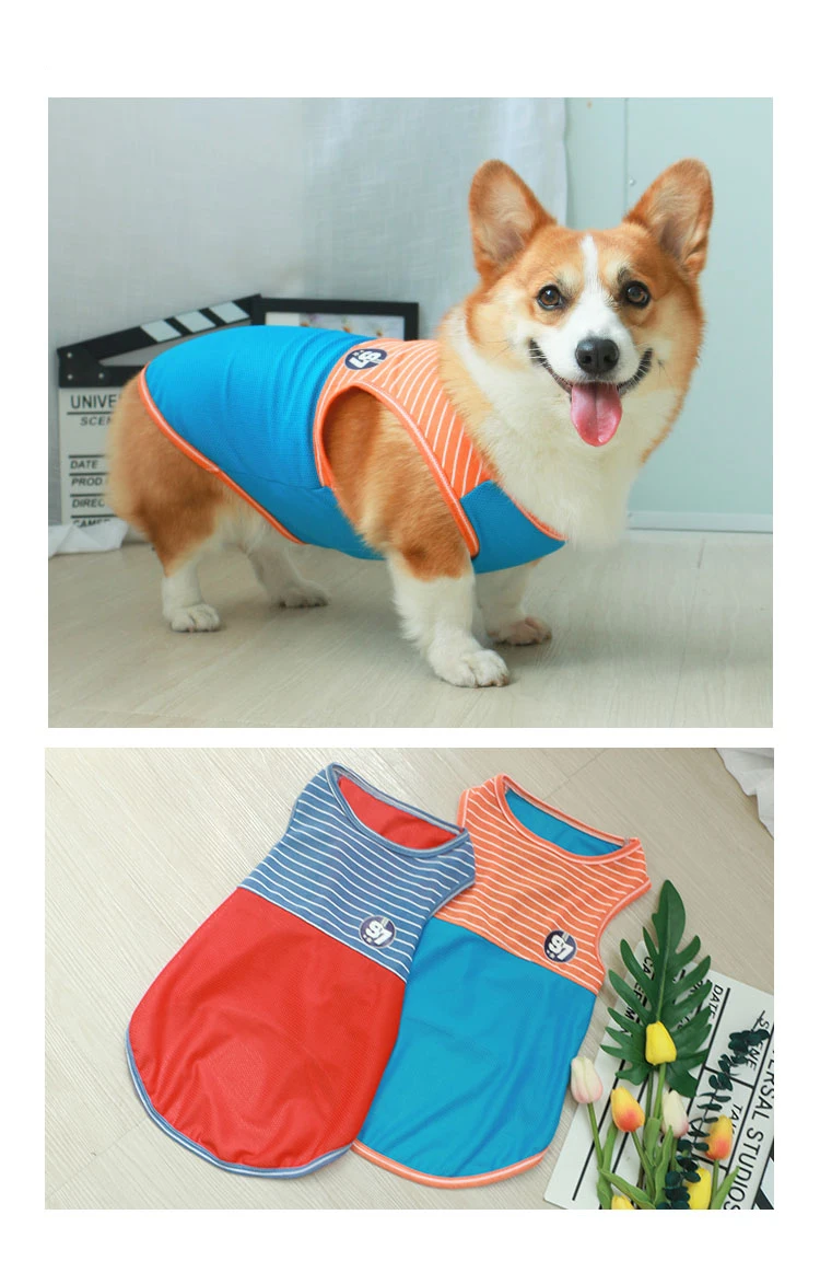 Un Corgi con un chaleco azul y naranja. El chaleco tiene un estampado de rayas con un logo en el pecho. Debajo de la foto del perro, hay una vista plana del chaleco, que muestra su diseño y colores.