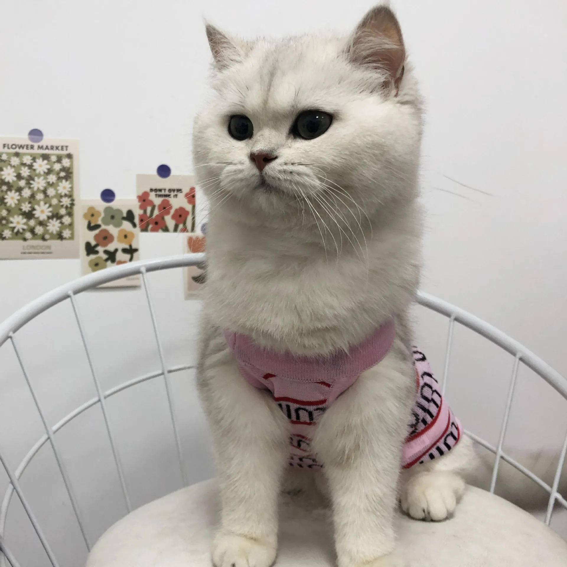 Chaleco fino para perro, chaqueta rosa para gato, Bichon Teddy, ropa transpirable, ropa de punto a la moda, suministros para mascotas, accesorios para primavera y verano - imagen 3