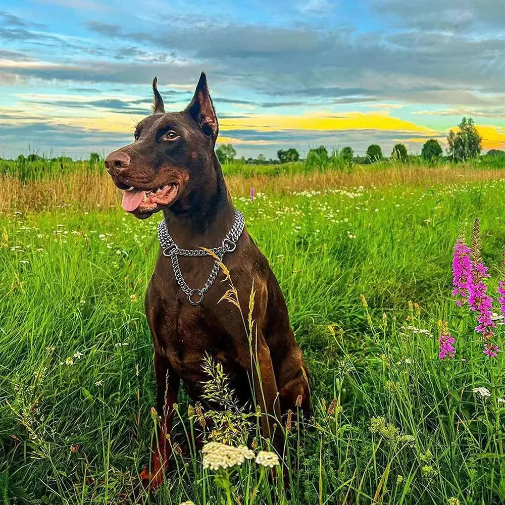 Collar de Metal Martingale para mascotas, Collar ajustable de acero inoxidable para entrenamiento, cadena de estrangulación chapada en doble eslabón para perros - imagen 4