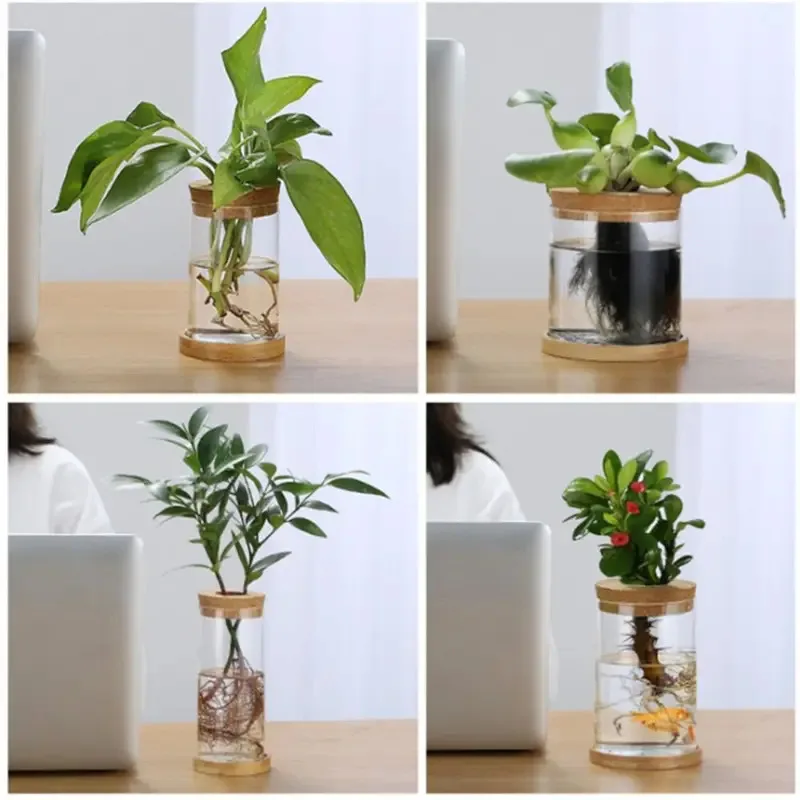 Terrario acuático de vidrio con tapa de madera, jarrón de plantas y peces hidropónicos de moda Ins para adorno de escritorio de sala de estar - imagen 4