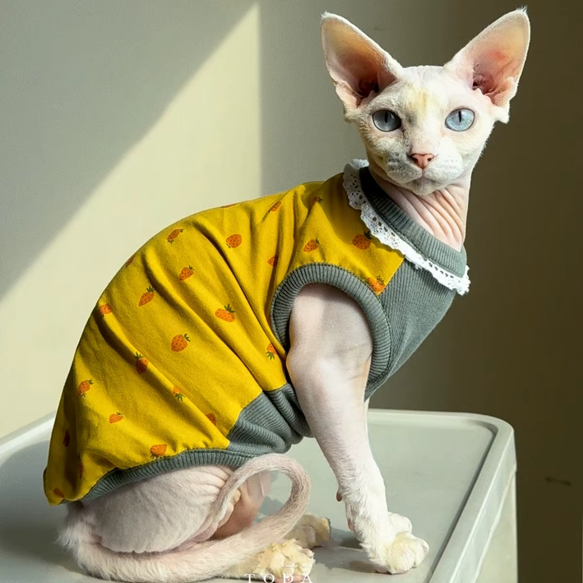 Chaleco primavera de algodón con encaje para gatos Sphynx y Devon Rex