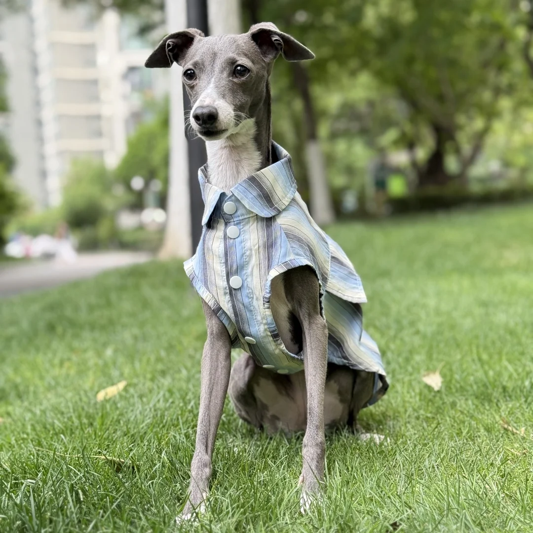 Camisa de rayas azules de protección solar para galgo italiano Abrigo verde sin mangas de fibra de seda de hielo para perros medianos Sombrero de verano para whippet