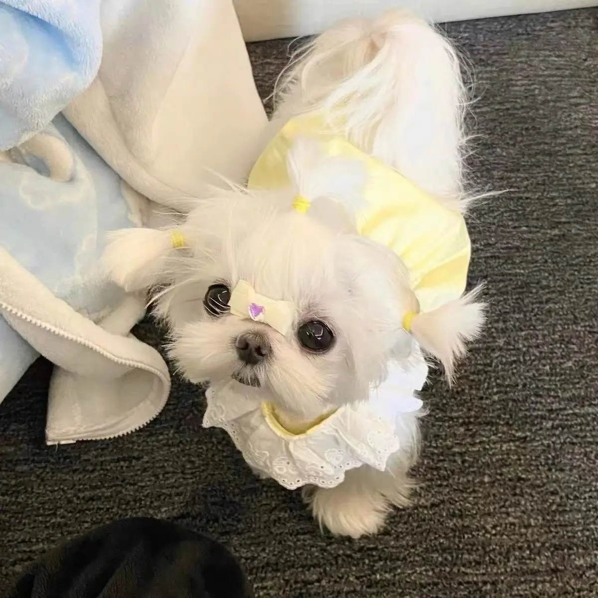 Vestido con cuello de encaje para mascotas, vestido bonito de estilo princesa de color caramelo para gatos y perros, chaleco de verano, Top fino, primavera y verano - imagen 3