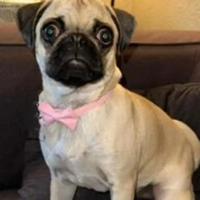 Collar ajustable con lazo, campana para gatos y perros - imagen 3