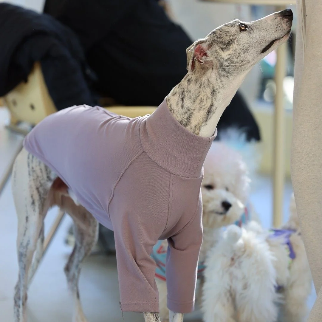 Jersey pijama para Galgo Italiano y Whippet – Primavera - imagen 5