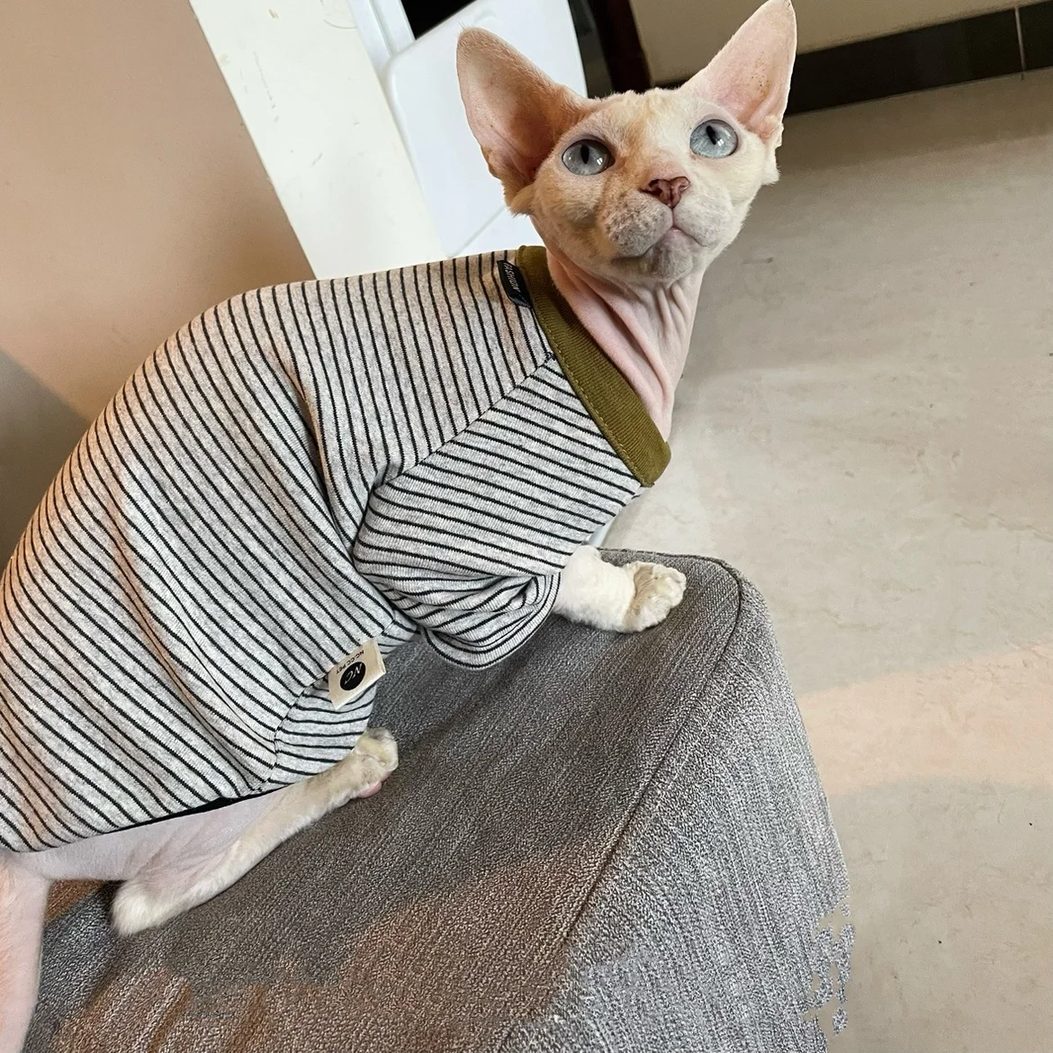 Camiseta de algodón de manga larga a rayas amarillas para gato esfinge en gatitos de otoño mono suave de primavera abrigo sudadera azul Devon Rex - imagen 2