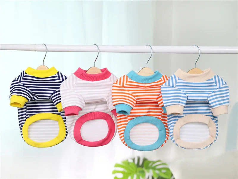 Chihuahua con suéter de invierno paseando en exterior