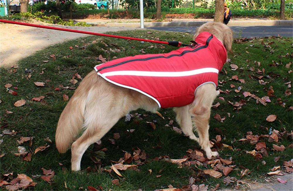 Perro grande con abrigo en exterior